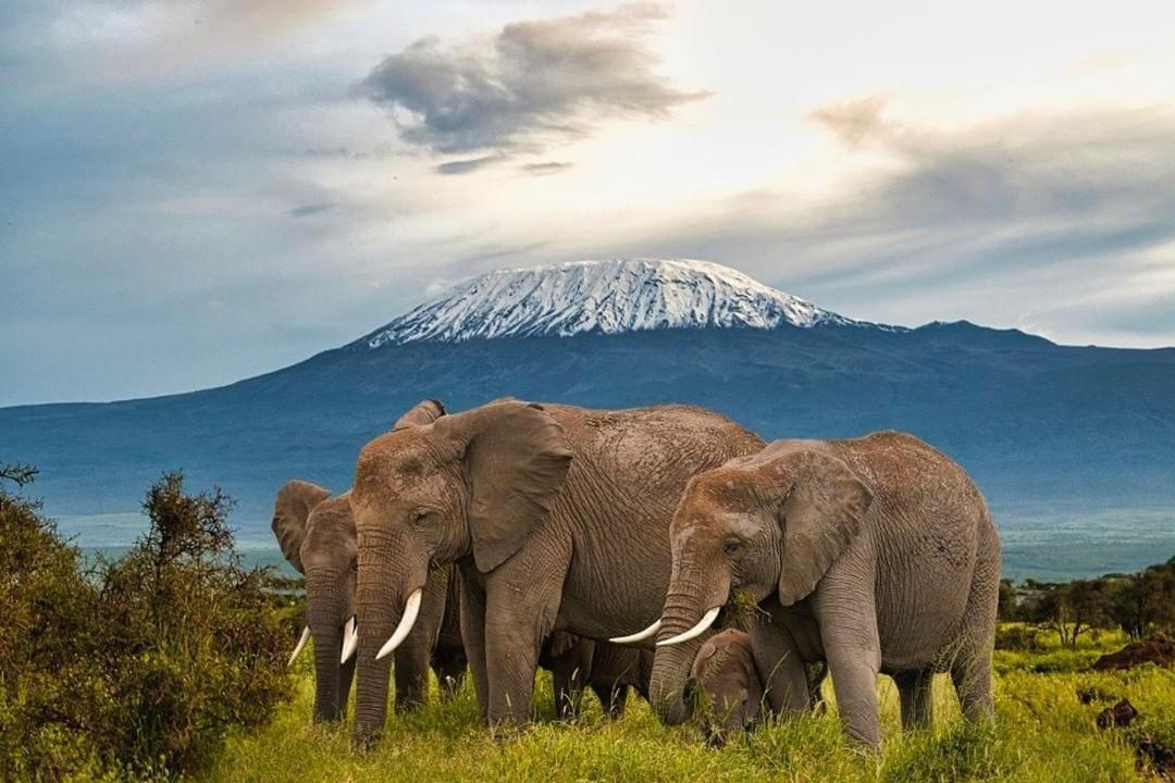Amboseli Cultural Camping ภายนอก รูปภาพ