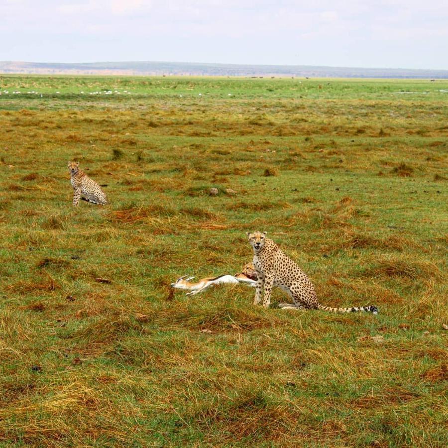 Amboseli Cultural Camping ภายนอก รูปภาพ