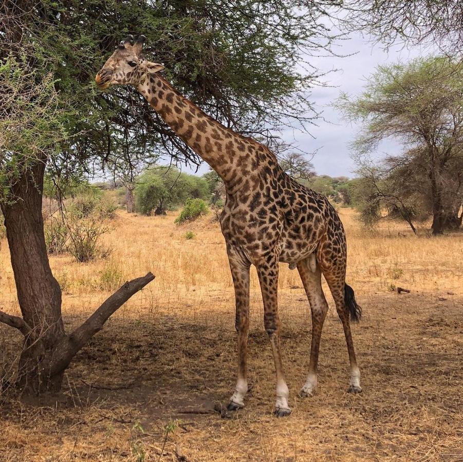 Amboseli Cultural Camping ภายนอก รูปภาพ